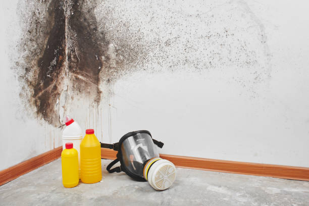 Best Home Mold Removal  in Williamsport, IN