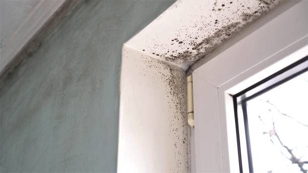 Best Best Mold Removal Companies  in Williamsport, IN