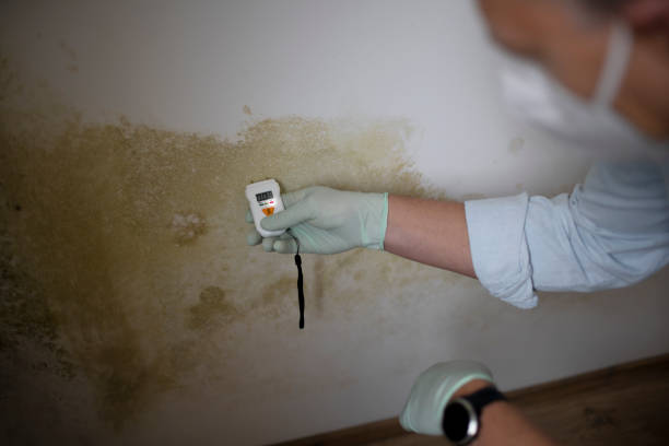 Best Residential Mold Removal  in Williamsport, IN