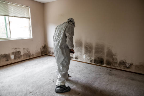 Mold Testing and Removal in Williamsport, IN