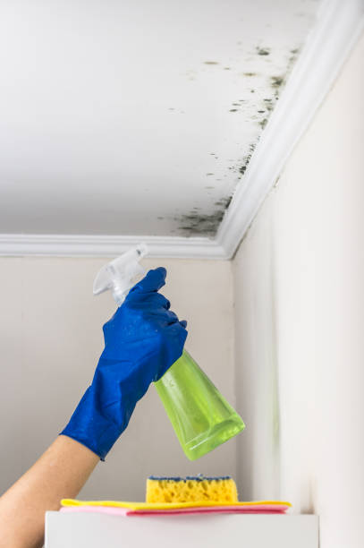Best Mold Damage Repair  in Williamsport, IN